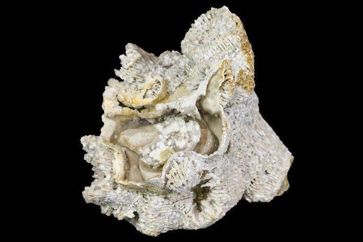 Jurassic Coral Colony (Thecosmilia) Fossil - Germany #157307